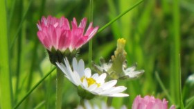 Gänseblümchen rot